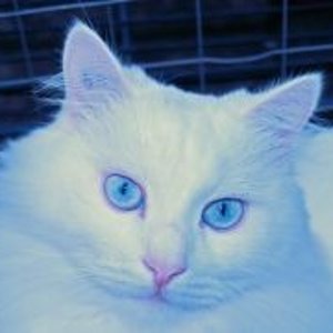 Samson hat ganz helle, eisblaue wunderschöne Augen.