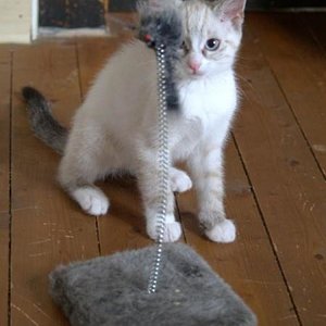 l 6be31496808140ba98a7200bbf270cc8