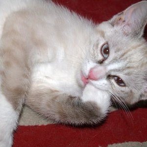 l 725de9ea7aba4ecfb3cb0d4f6abf4019