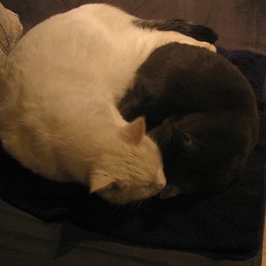 Kimba und Pauli(nchen) beim Kuscheln