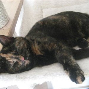 Ich kenne keine Katze, die so fest schlafen kann...