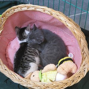 Fibi und Pauli(nchen) mit 6 Wochen