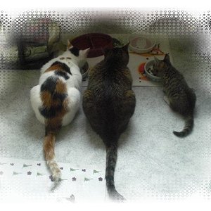 lilo dori tiger alle 3 zusammen