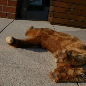 *streck* Merlin auf unserer Terrasse.