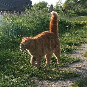 Merlin folgt uns auf das Feld.