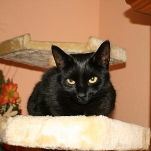 Luna auf unserem Kratzbaum. =)