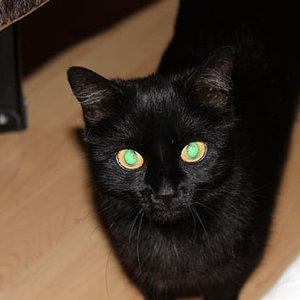 Molly, grade mein einziges Kuschelmonster....