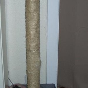 ..das ist der Traurige Rest meines alten Kratzbaums.