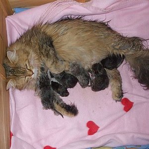 fee und babys. Aber an die Milchbar geht immer!! Sie sind heute 8 Tage alt!! Fotos folgen wenn die Äuglein auf sind!!!