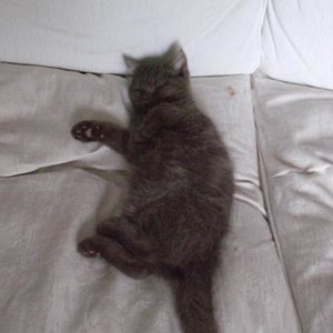 Loki am chillen auf dem Sofa...