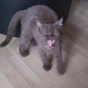 ich bin hier der Herr im Haus....