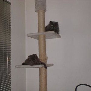 Püppi und Loki aufm Kratzbaum am entspannen...