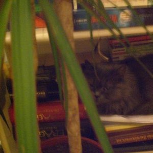 Püppi die Leseratte versteckt hinter der Palme ;)