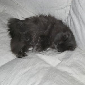 oder doch das Sofa??