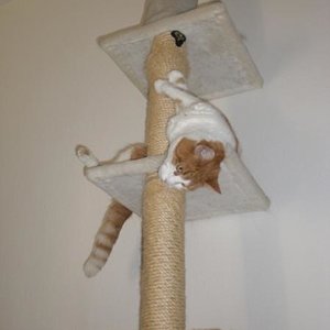 seine 5 Minuten auf dem Kratzbaum...