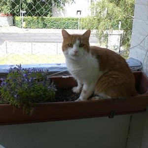 Mein Romeo...der Balkon war immer sein Lieblingsplatz...
werd dich immer in meinem Herzen haben..