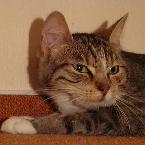 unsere shila noch nicht ganz zu hause