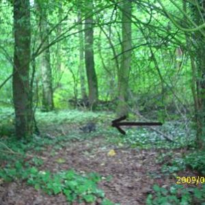 im wald hinterm haus