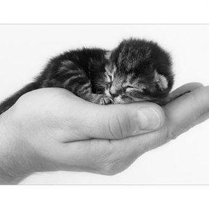 Das war die kleine Minou. Leider musste sie ein paar Tage nach dem Foto eingeschläfert werden.