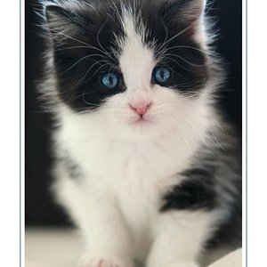 Beetlejuce als Baby. Heute hilft er fleißig mit, wenn Kitten ohne Mama da sind und übernimmt die Fellpflege.