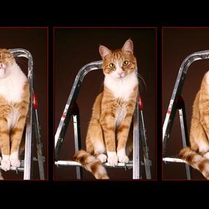 Gizmo ist unser Erstgeborener