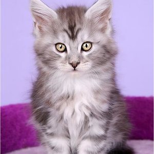 Der kleine Mann ist ein Maine-Coon einer Bekannten.