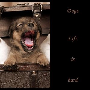 Dackel-Jack-Russel-Mix einer Freundin. Dieses Bild ist auch als Postkarte erschienen.