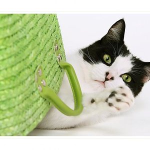 Beetlejuce aktuell. Dieses Bild erschien auch in einem Katzenkalender.