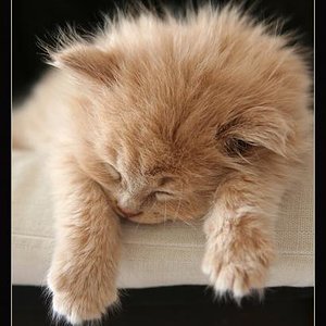 Der kleine Dakota. Mittlerweile ist er ein riesen Brummer - Maine-Coon-Mix.