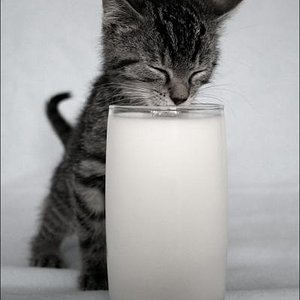 No milk today für uns, für Jill dafür umso mehr *g*