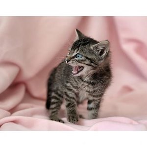 Die kleine Jill Diamond hatte ein wenig Angst vor unserem Kater *g*