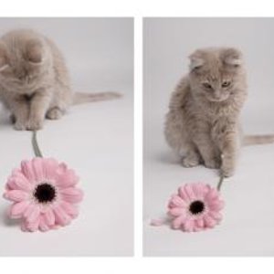 Dakota als Baby - und Blumendieb.