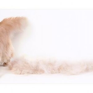 Dakota in groß - jetzt ist er noch größer.