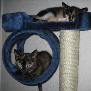 Meine beiden Tiger beim Schönheitsschlaf ;)