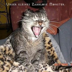 Zora: 
Unsere älteste. 
Sie wurde vor etwa 3 Jahren von einem Auto angefahren.
Der rechte Oberschenkelknochen ist um etwa 4-5 cm nach oben verschoben worden. Nach 6 Wochen in einer Box ging es wieder mit dem laufen :-)
Doch es reicht nicht mehr, für ein leben in der freien Natur.
Was Ihr persönlich eigentlich recht gut gefällt - Sofa ist eh viel besser