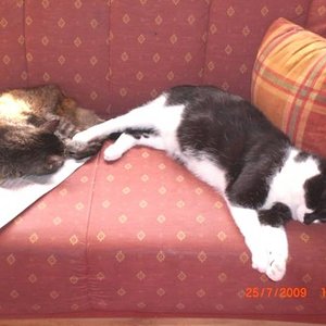 Katze sein ist ja sooooo anstrengend