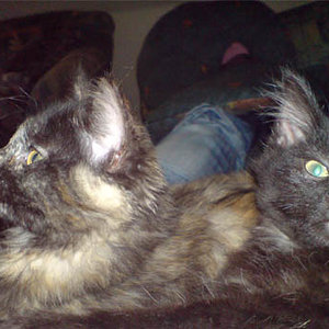 Lilly und Muffin. Man achte auf seinen "coolen" Blick :D