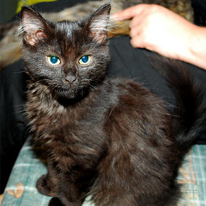 Mein Schmusetiger Muffin :)