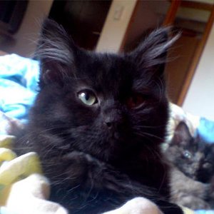 Muffin und Lilly am Dösen