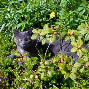 Der schöne Speedy in seinem Lieblingsbusch :)