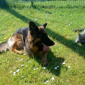 Speedy und seine Freundin Skiba.