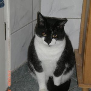 Felix
Etwa 4 Jahre alt. Ist uns letztes Jahr zugelaufen mit einer akuten Lungenentzündung sowie einem Katzenschnupfen.
Seine Dankbarkeit zeigt er uns jeden Tag auf neue ;-)