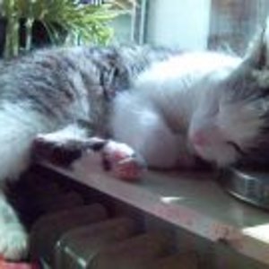 Mein kuscheliges Flauschknäuel Piep.
Der Name rührt daher, das er tatsächlich nur piept :D Er klingt eher wie eine Taube^^