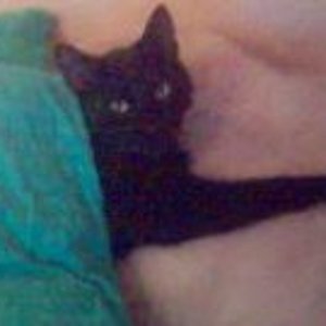 Mein wunderschöner Morphie. Gut auf diesem Bild sieht man nicht viel von seiner Schönheit, aber er ist wirklich ein Bild von einem Kater und soo liebenswürdig bescheuert :D Außerdem erwähnenswert ist, dass er stets am Tisch mitisst. Mit eigenem Teller versteht sich. Alles in Allem hat er bessere Manieren als mein Bruder. Frage mich wann er anfängt mit Messer und Gabel zu essen :D