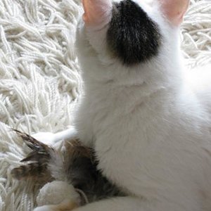 Ori und sein zwitscherndes Spielzeug