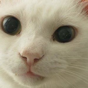 was wohl hinter diesen großen Knopfaugen vorgegangen ist? bestimmt ungläubiges Staunen, wer ihn da so lieb hat. (-: