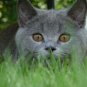 Wachsam im Garten;-)))9