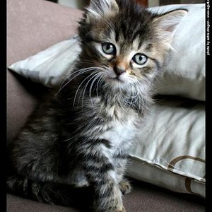 Artas, leider etwas unscharf...