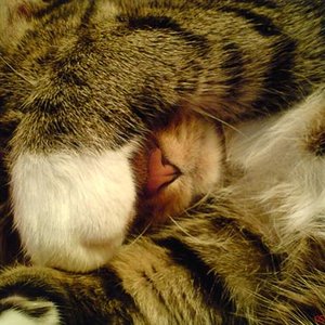 gismo...kanns nicht sehen