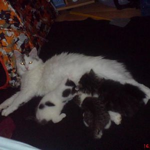 Amanda ist schon ganz schön gestresst